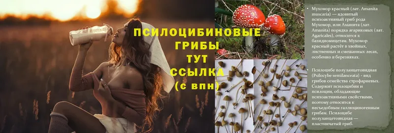 Галлюциногенные грибы MAGIC MUSHROOMS  Алатырь 